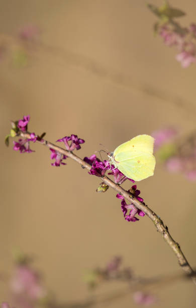 gonepteryx rhamni (znany jako wspólne stoisko siarki w lutym daphne oddziału i zbierania nektaru z kwiatów. - gonepteryx zdjęcia i obrazy z banku zdjęć