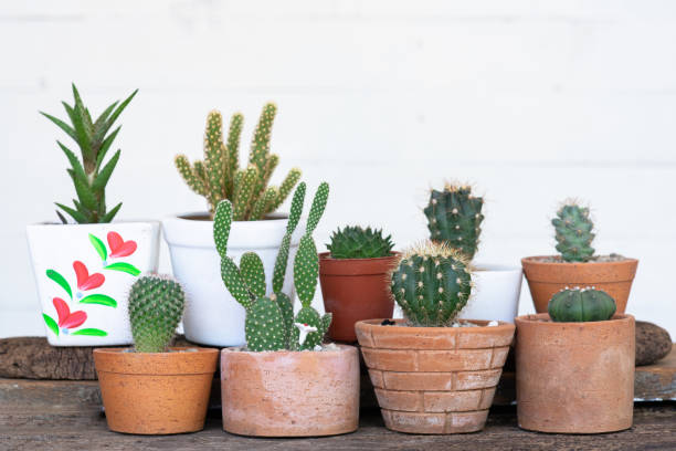 istock Small succulent, cactus, pot plants decorative on old wood table with morning warm light, copy space 1142175257