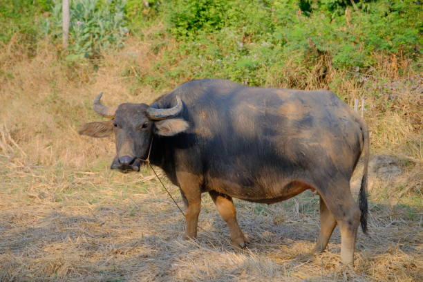 istock buffalo livestock in thailand 1142176003