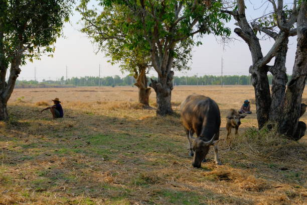 istock buffalo livestock in thailand 1142176131