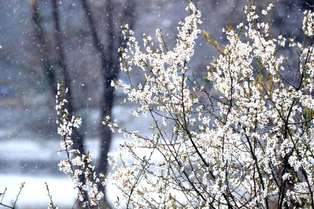 сценический вид на белые цветы и снежинки - white denmark nordic countries winter стоковые фото и изображения