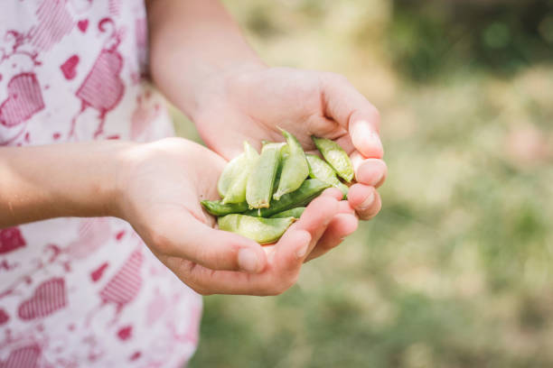 young girls hands holding snow pea