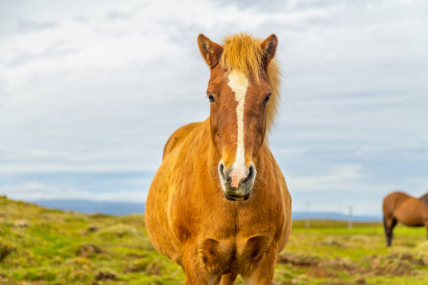 istock Horses on a meadow, Iceland landscape 1142180726