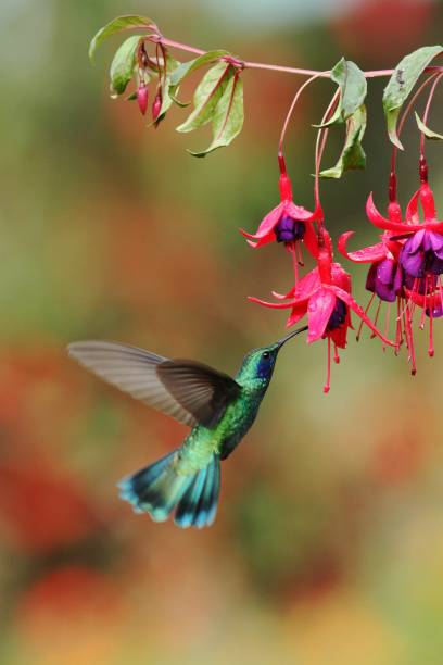 Green violetear, Colibri thalassinus, hovering next to red flower in garden, bird from mountain tropical forest, Colombia, natural habitat, beautiful hummingbird, colourful background stock photo