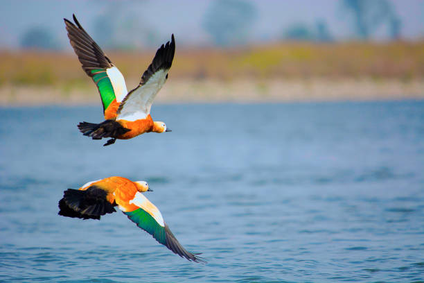 ruddy shelduck, tadorna ferruginea in indien als die brahminy ente bekannt.  kaziranga nationalpark, assam, indien - gattung kasarkas stock-fotos und bilder