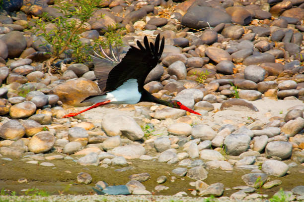 The black stork, Ciconia nigra,   Nameri National Park, Assam, India