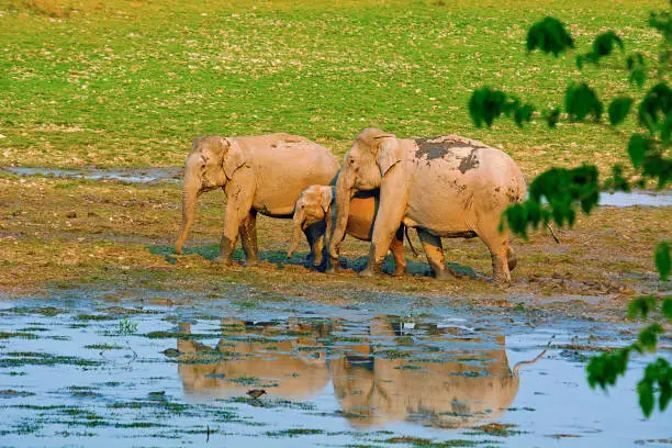 Photo of The Asian or Asiatic elephant, Elephas maximus, Kaziranga National Park, Assam, India