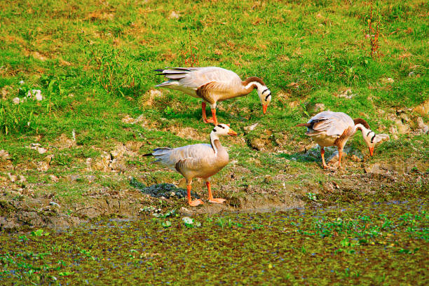 Bar headed geese, Anser indicus, Kaziranga National Park, Assam, India Bar headed geese, Anser indicus, Kaziranga National Park, Assam, India anseriformes photos stock pictures, royalty-free photos & images