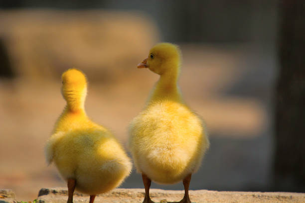 istock Chicks of duck 1142182609
