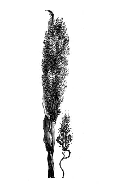 Antique illustration from agriculture encyclopedia, plant: Sorghum bicolor (great millet, durra, jowari, milo)
