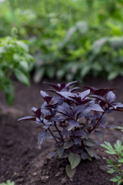 istock Fresh organic basil plant in the garden 1142183164