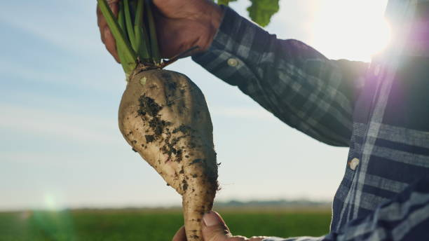 The cultivation of sugar beet The cultivation of sugar beet. A man agronomist holding a root vegetable of sugar on the field beta vulgaris stock pictures, royalty-free photos & images