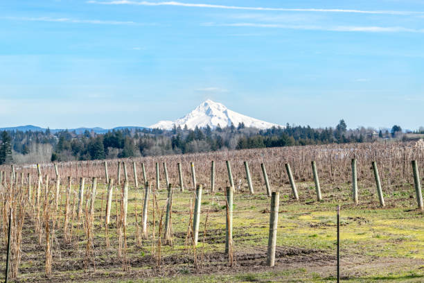 istock Oregon Countryside and Mt. Hood 1142187206
