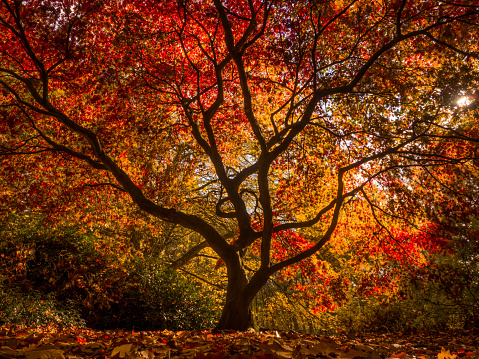 Autumnal image in public park showing beautiful red and gold colours.