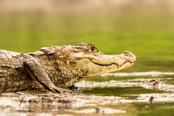 Spectacled Caiman - Caiman crocodilus lying on river bank in Cano Negro, Costa Rica, big reptile in awamp, close-up crocodille portrait, dangerous hunter resting on shore stock photo