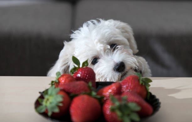 Nanja, three months old Bichon Bolognese puppy, observing with fascination strawberries on the coffee table stock photo