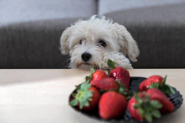 Nanja, three months old Bichon Bolognese puppy, observing with fascination strawberries on the coffee table stock photo