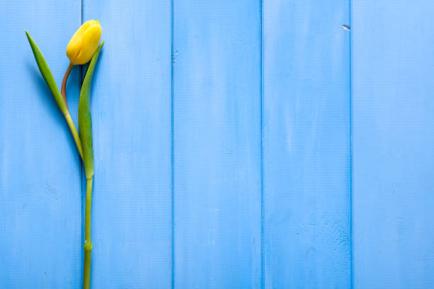 tulipano pasquale primaverile su sfondo blu in legno. biglietto per la festa della mamma. - single flower flower mothers day easter foto e immagini stock