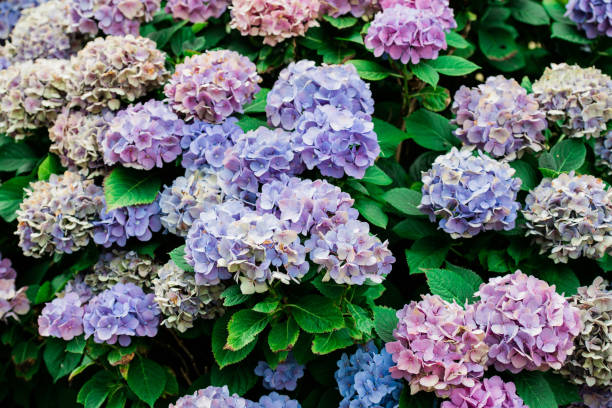 istock Beautiful rhododendron plants in bloom 1142190547