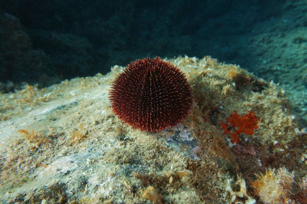 istock Sphaerechinus granularis sea urchin underwater 1142190877