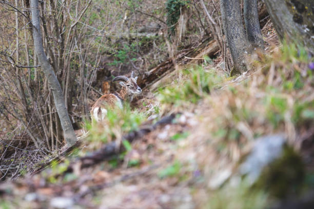 A young male of a mouflon walks slowly in the woods among branches and rocks on a steep slope