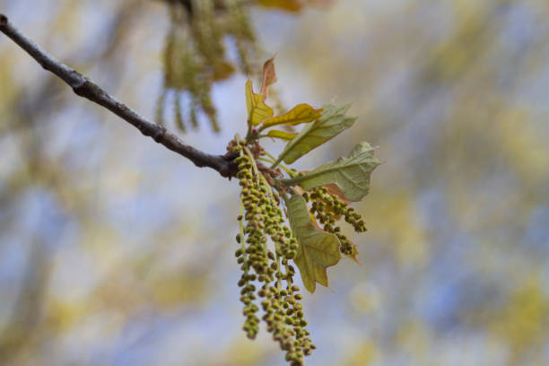 Macrophotography of oak leaves in springtime on the branch with blurred background