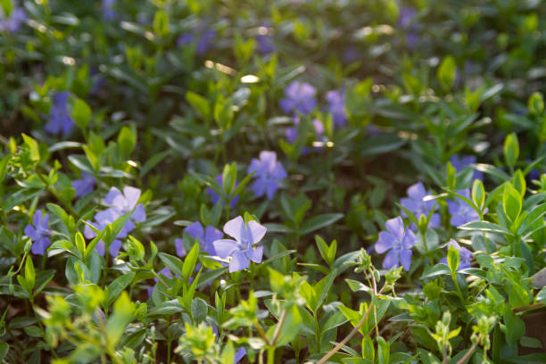 istock Periwinkle or Vinca Vine with blue/purple flowers 1142193567