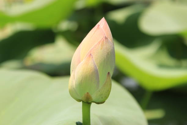 istock Lotus flower blossom 1142193825