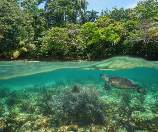 istock Tropical shore over under sea turtle Caribbean sea 1142193867