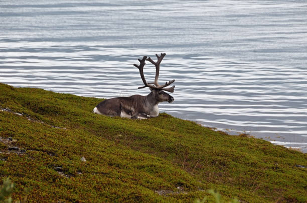 istock Reindeer on the shore, Northern Norway 1142197431