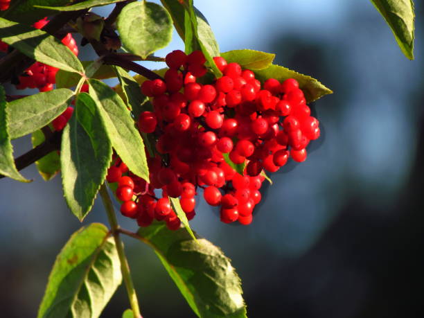 Red-berried elder, Sambucus racemosa, red elderberry, ripe red berries on a branch Red-berried elder, Sambucus racemosa, red elderberry, ripe red berries on a branch, close-up with blurry background sambucus racemosa stock pictures, royalty-free photos & images