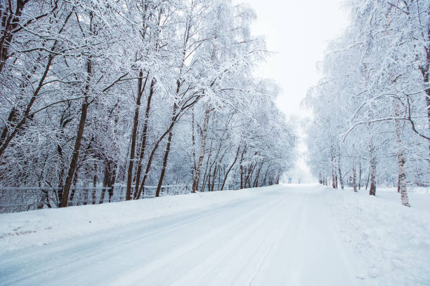 istock Scenic image of spruces trees. 1142199598
