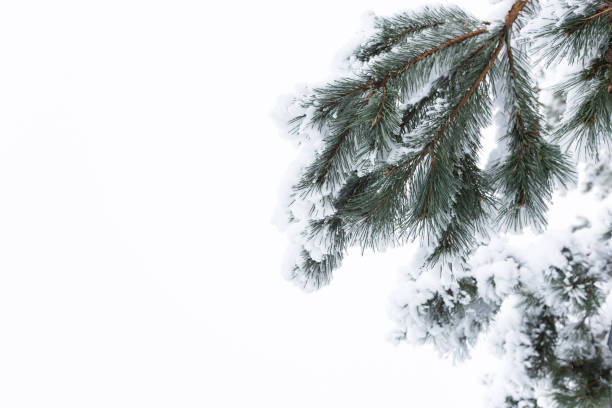 istock Winter landscape with snow trees 1142199612