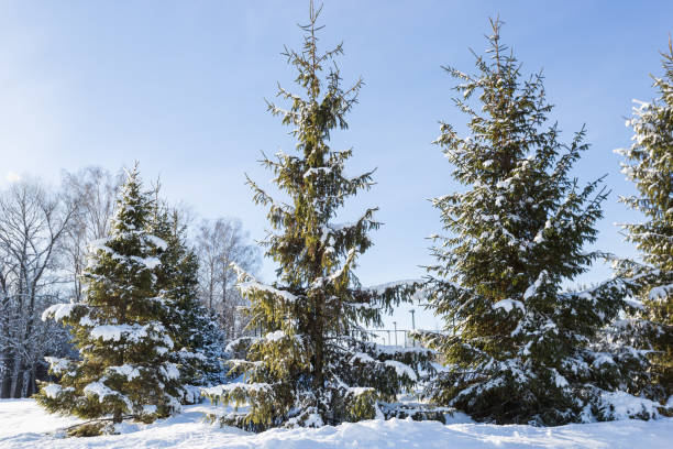 istock Scenic image of spruces trees. 1142199685