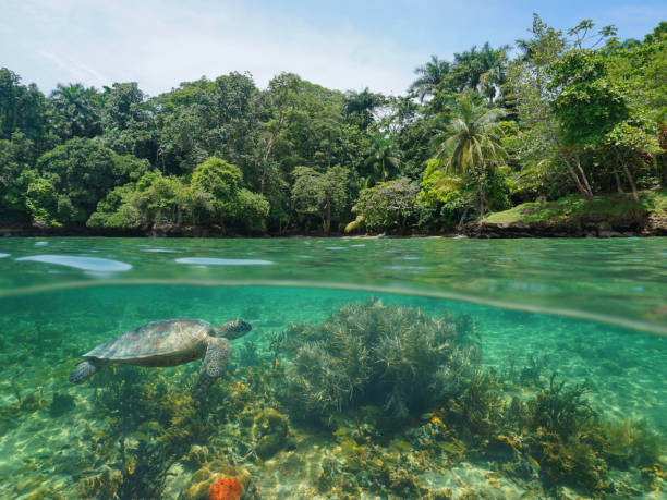 Tropical coast coral and sea turtle Caribbean