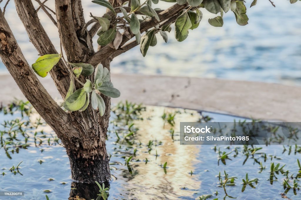 Close up of small tree surrounded by water with roots under water and herbs. Adult Stock Photo