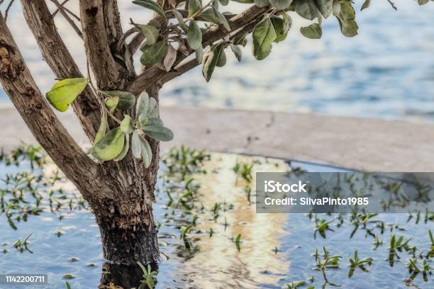 Close Up Of Small Tree Surrounded By Water With Roots Under Water And Herbs Stock Photo - Download Image Now