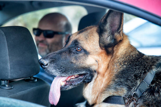 istock Dog In A Car 1142200835