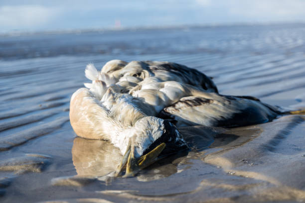 Pato Muertos En La Playa - Banco de fotos e imágenes de stock - iStock Pato Muertos En La Playa - Banco de fotos e imágenes de stock - iStock