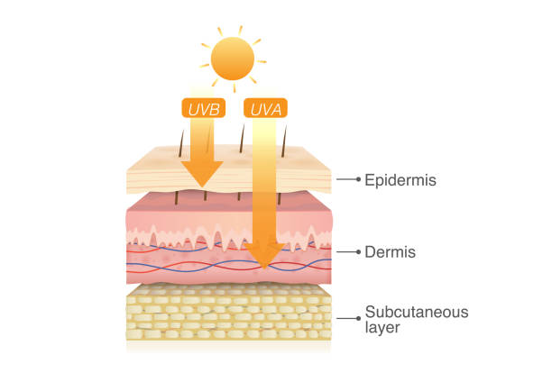UVB rays penetrate into epidermis of skin layer and UVA deep into the dermis. UVB rays penetrate into epidermis of skin layer and UVA deep into the dermis. Illustration about health care and medical diagram. dermis stock illustrations