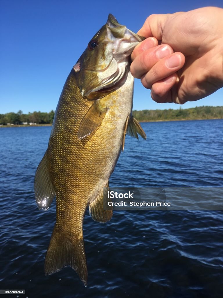 Smallie Stock Photo - Download Image Now - Smallmouth Bass, Bass