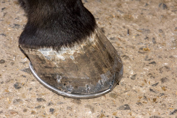 blacksmith while changing an horseshoe to a horsein a stable