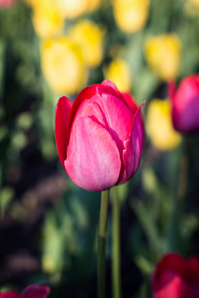 istock Field, flower bed with pink tulips 1142205458