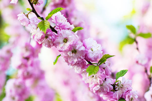 istock Flowering tree. Sakura flowers. A pink flowering tree. 1142205529