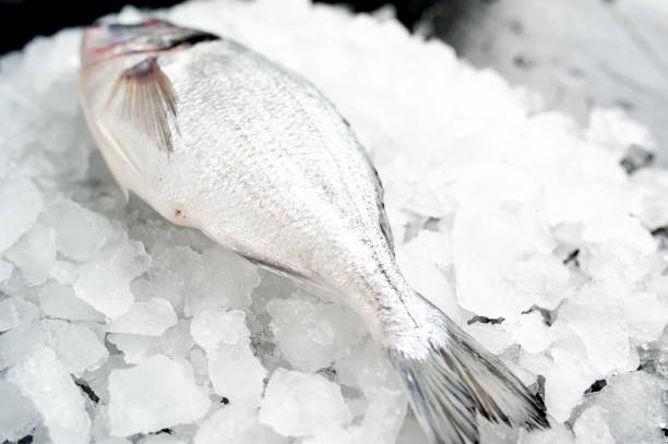 istock chilled raw dorado fish on ice near a stone 1142205592