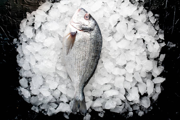 istock chilled raw dorado fish on ice near a stone 1142205645