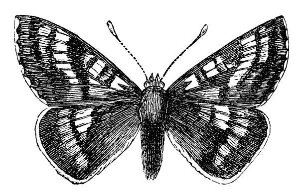 Cynthia's fritillary butterfly (Melitaea cynthia or Euphydryas cynthia) Illustration of a Cynthia's fritillary butterfly (Melitaea cynthia or Euphydryas cynthia) silver washed fritillary butterfly stock illustrations