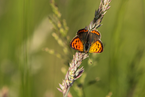 Small Copper (Lycaena phlaeas)  on a sunny day