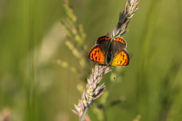 cobre pequeno (phlaeas de lycaena) - small copper butterfly - fotografias e filmes do acervo