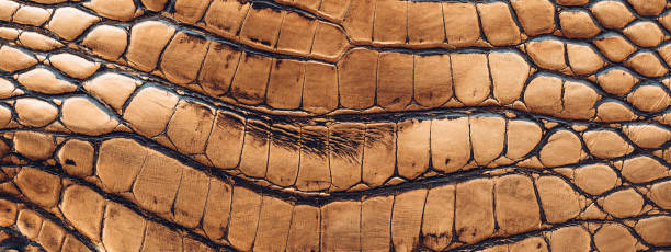 istock Golden crocodile skin texture 1142206139
